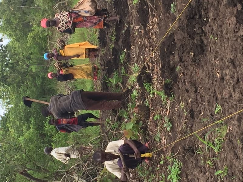 Cassava Planting
