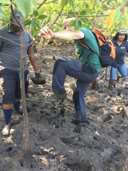 Cassava
